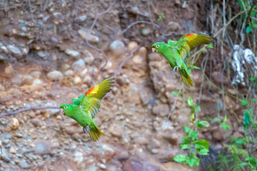 White-eyed Parakeet, Psittacara leucophthalmus in flight. Medium-sized parakeet, with a long graduated tail. Mostly green body with variable amounts of red spots on
