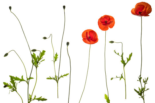Red field poppies - side on PNG isolated images including foliage, open flowers and flower buds