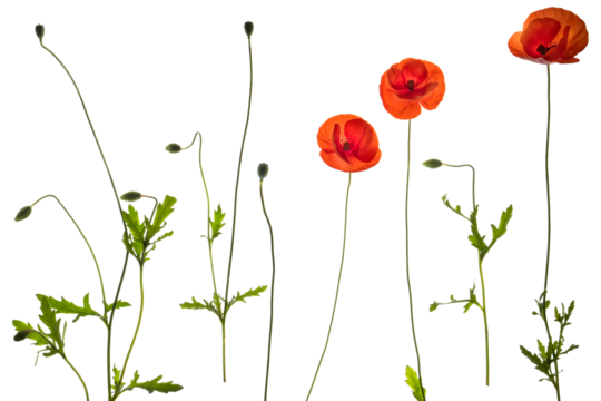 Red field poppies - side on PNG isolated images including foliage, open flowers and flower buds
