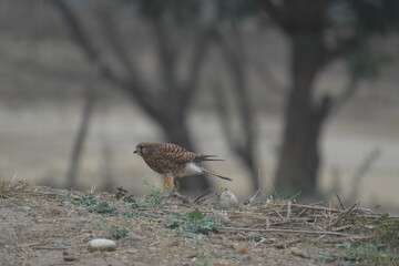 Kestrel running