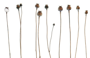 Field poppy seedheads - side on PNG isolated images