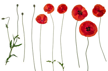 Red field poppies (c) - side on PNG isolated images including foliage, open flowers and flower buds