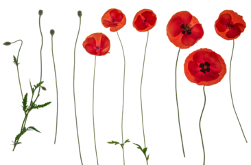 Red field poppies (c) - side on PNG isolated images including foliage, open flowers and flower buds