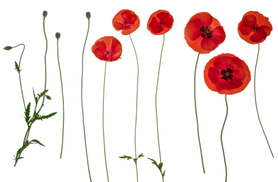 Red field poppies (c) - side on PNG isolated images including foliage, open flowers and flower buds