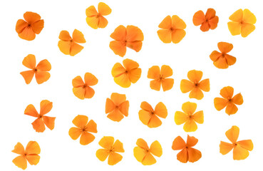 Eschscholzia (Californian Poppy) flower heads - top down PNG isolated images 
