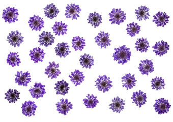 Purple scabious (pincushion flower) flower heads, isolated, photographed from the top down, PNG file