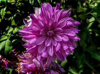 Obraz premium View of dahlia in the garden. Variety - Lilac time
