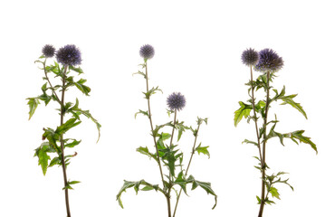 Echinops (Globe Thistle) flowers (b) - . photographed from the side on, with stems and leaves. Isolated, PNG file.