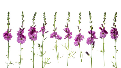 Sidalcae (Prairie Mallow) flowers and stems photographed from the side on. Isolated, PNG file.