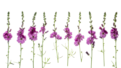 Sidalcae (Prairie Mallow) flowers and stems photographed from the side on. Isolated, PNG file.