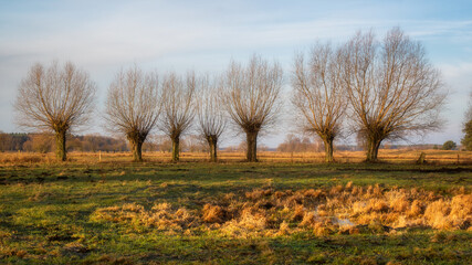 Łąki i drzewa w porannym słońcu, Podlasie, Polska © podlaski49