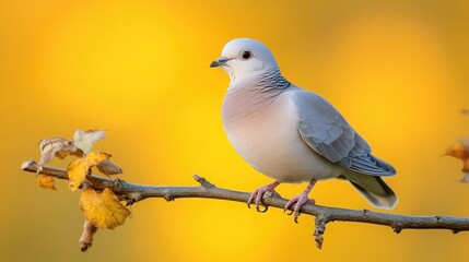 Dove perched autumn branch, golden background, nature wildlife photography