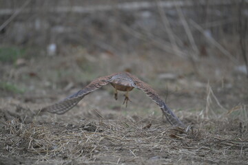 Common kestrel flying