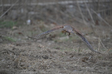 Common kestrel flying