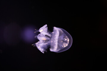 Aurelia aurita. Jelly fish in the sea. Medusozoa. Medusa.	
