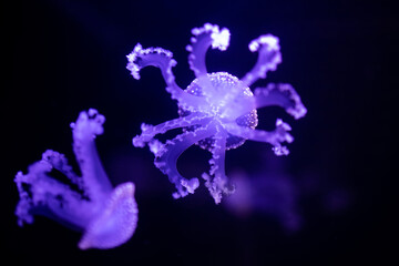 Obraz premium Phyllorhiza punctata. Jellyfish in water. Floating bell. Australian spotted jellyfish. White-spotted jellyfish