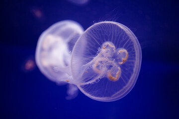 Aurelia aurita. Jelly fish in the sea. Medusozoa. Medusa.	