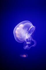 Fototapeta premium Aurelia aurita. Jelly fish in the sea. Medusozoa. Medusa. 