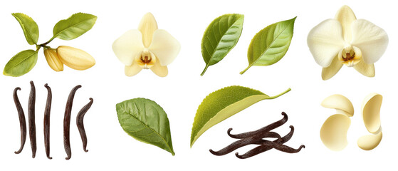 High quality vanilla flower, leaves, and pods arranged beautifully