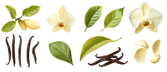 High quality vanilla flower, leaves, and pods arranged beautifully