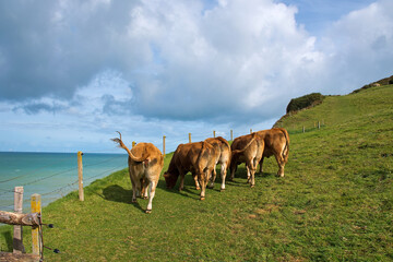 Kühe an der Küste der Normandie. Grüne Wiese mit Meerblick