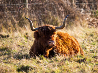 Backlit Highland Cattle in a Field