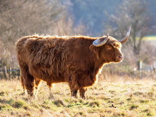Backlit Highland Cattle in a Field