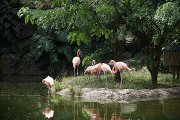 Paisaje de naturaleza en un ambiente seminatural donde vemos aves flamencos y especies de naturaleza