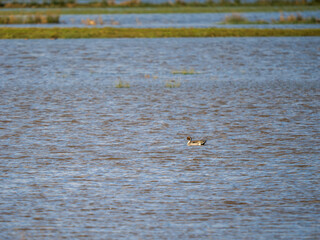 Fototapeta premium Male Pintail Swimming on a Lake