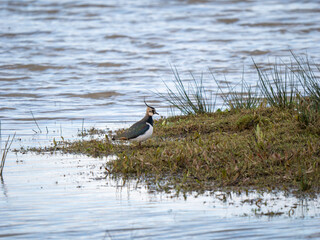 Lapwing Standing on a Scrape