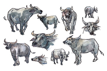watercolor painting and ink sketching of buffalo 
