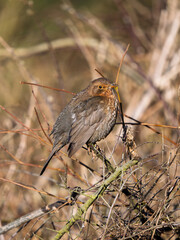 Juvenile Blackbird Perched on a Bush
