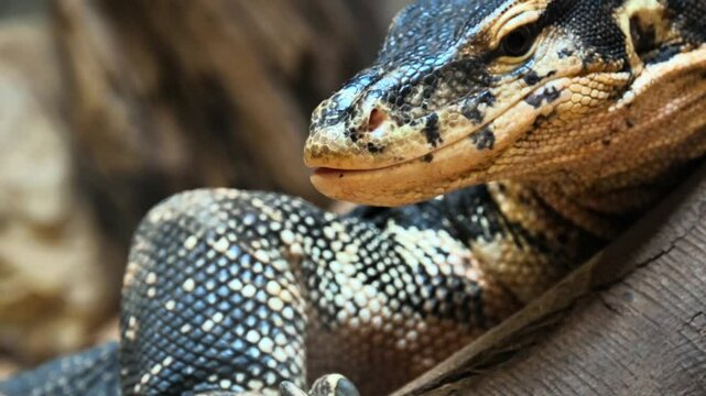 Close-up of a Black-throated Monitor Lizard Resting on Wood