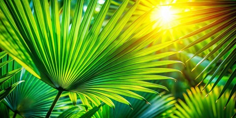 Obraz premium Backlit Tropical Palm Leaves: High-Resolution Stock Photo for Design Projects