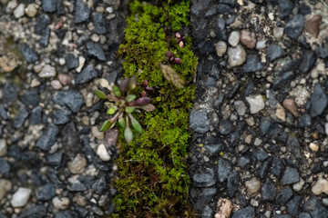 Pavement and Sidewalk Texture