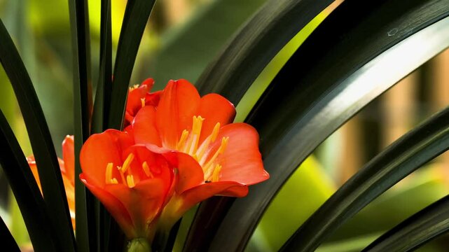 Vibrant Red Clivia Flowers Emerging from Dark Green Foliage