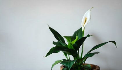 Un lirio de paz en una maceta de madera contra una pared blanca