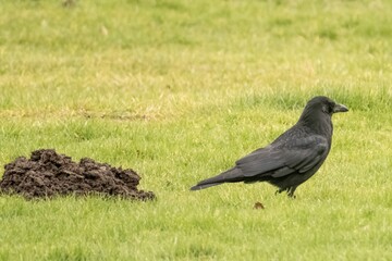Black carrion crow standing on grass near mole hill