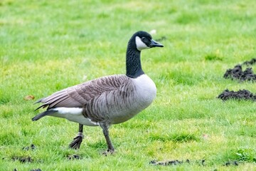 Canada goose walking on green grass in park
