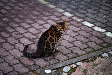 Bengal Cat