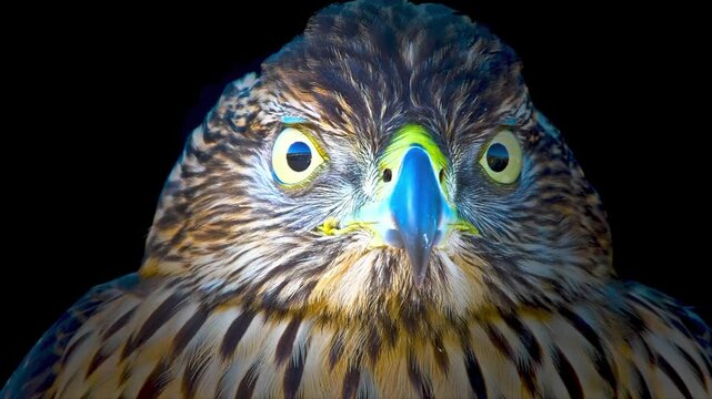 Close-up Portrait of a Sharp-shinned Hawk with Intense Gaze