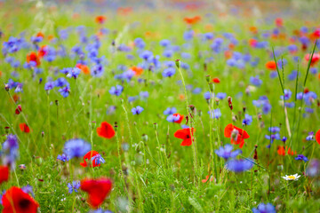 La coloritissima fioritura dell'altipiano di Castelluccio di Norcia nel Parco Nazionale dei Monti Sibillini, Umbria, Italia, in una soleggiata giornata estiva