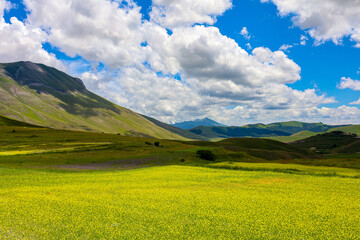 I colori spettacolari della fioritura dell'altipiano di Castelluccio di Norcia nel Parco Nazionale dei Monti Sibillini, Umbria, Italia