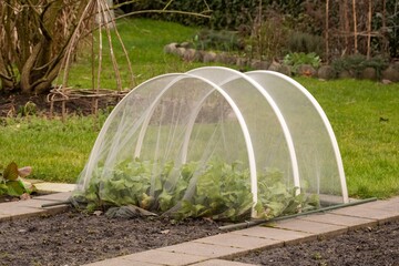 Protecting winter vegetables growing in garden with insect netting cover