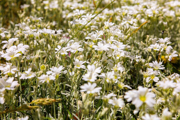 I coloratissimi fiori dell'altipiano di Castelluccio di Norcia nel Parco Nazionale dei Monti Sibillini, Umbria, Italia, in una soleggiata giornata di inizio estate