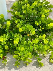green plant in the garden