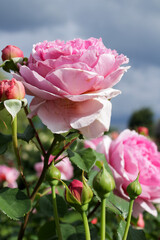 Pink Rose Background. Delicate Pink Rose for Greeting Cards and Prints. Pink Rose Macro texture