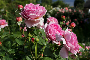 Romantic rose garden in summer sunlight. Blooming pink roses with lush greenery. Picturesque flower bush in botanical garden