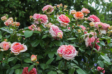 Romantic rose garden in summer sunlight. Blooming pink roses with lush greenery. Picturesque flower bush in botanical garden