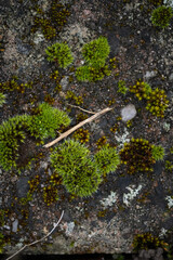Moss covered Concrete Close Up